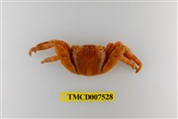 藏品(白紋方蟹)的圖片